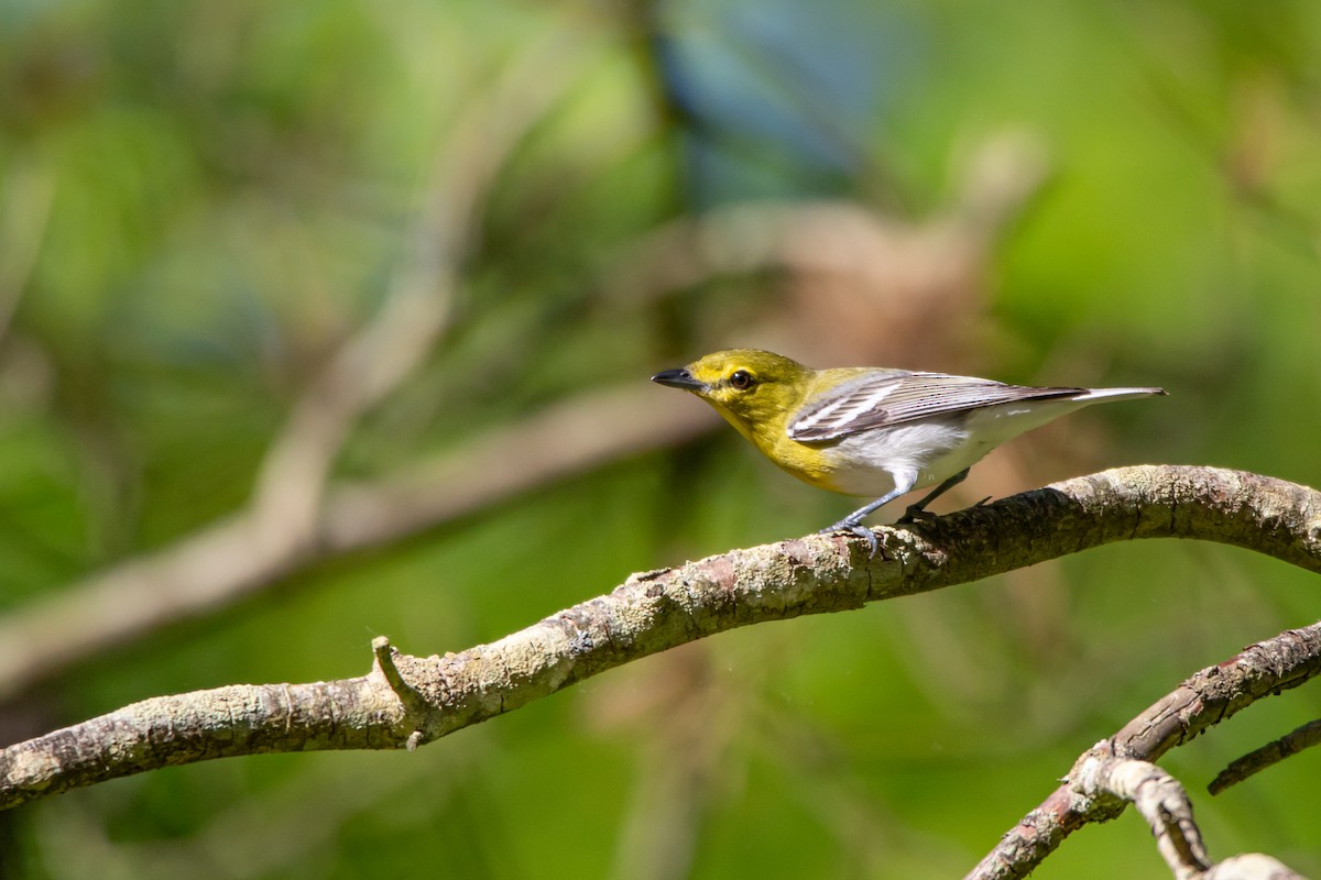 Yellow-throated Vireo - ML242024741