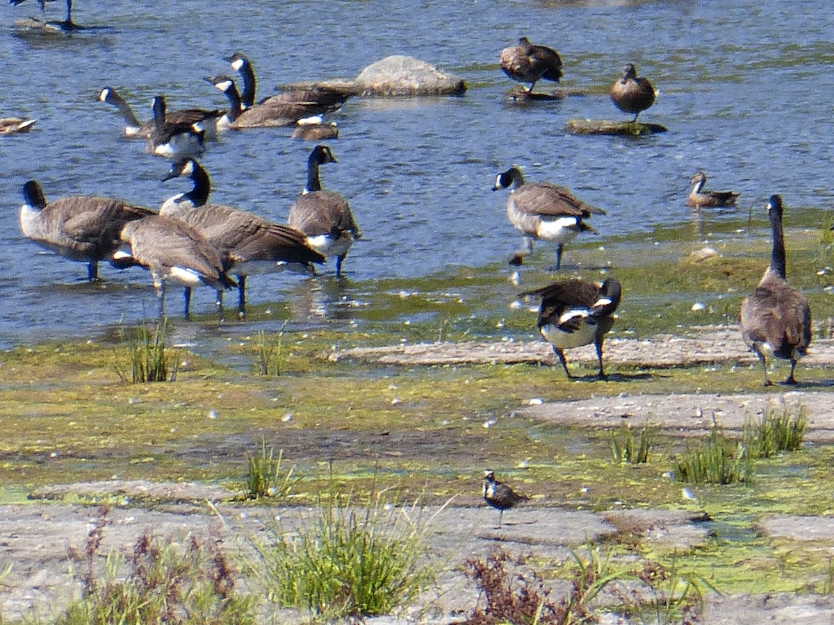 Black-bellied Plover - Georgette Larocque