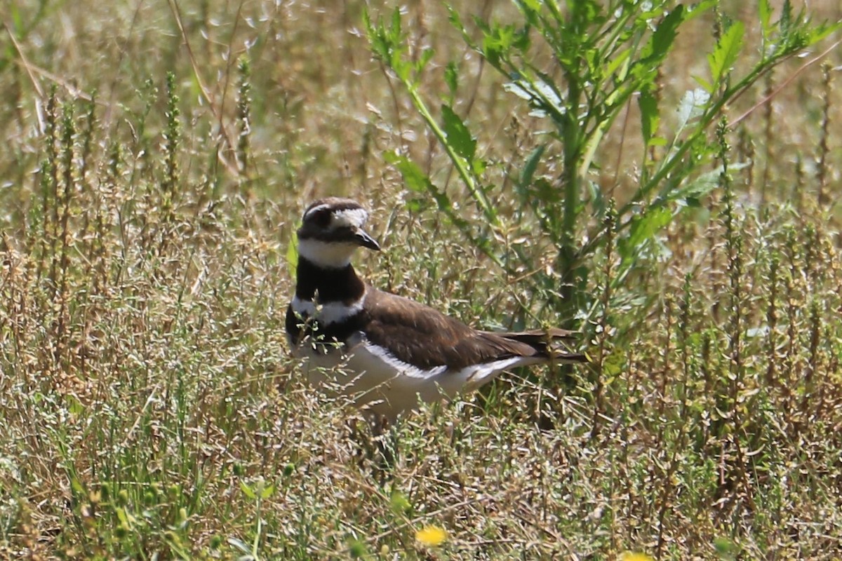 Killdeer - ML242024821