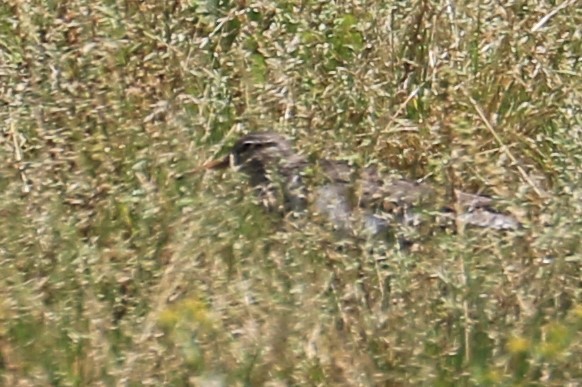 Spotted Sandpiper - ML242024911