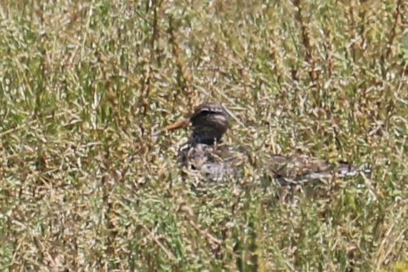 flekksnipe - ML242024921