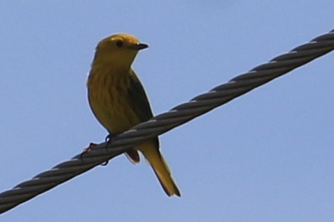 Paruline jaune - ML242024951