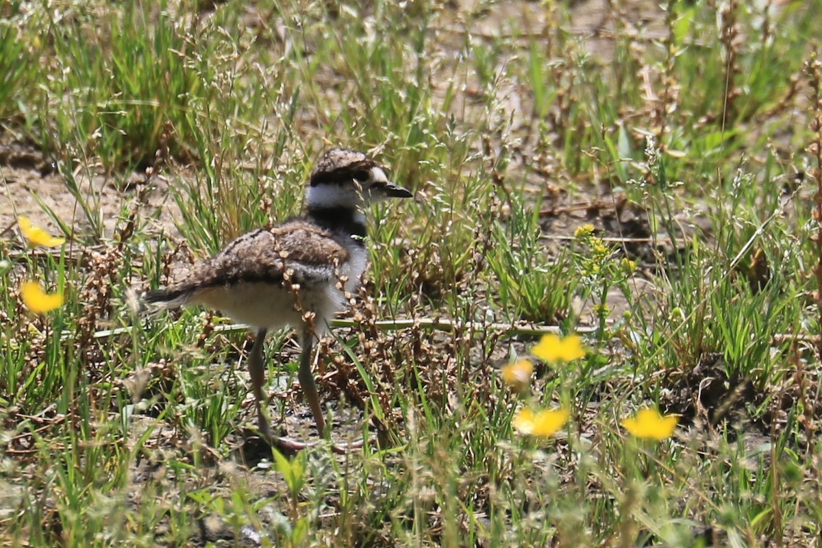 Killdeer - ML242024981