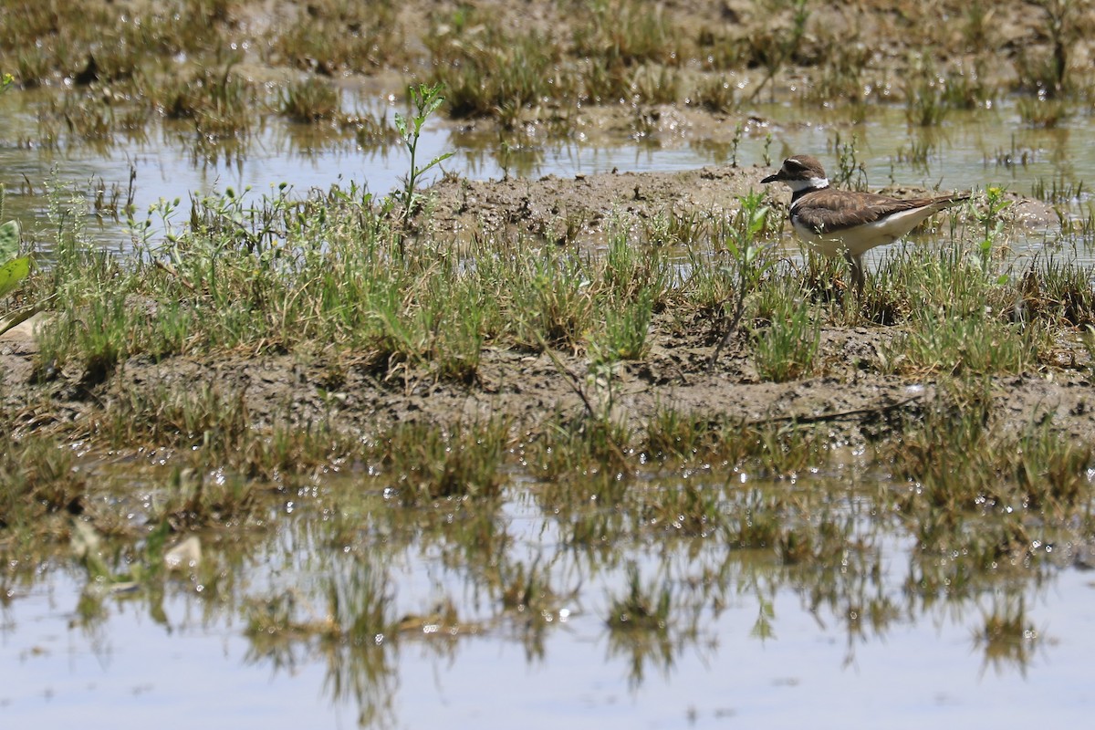 Killdeer - ML242025111