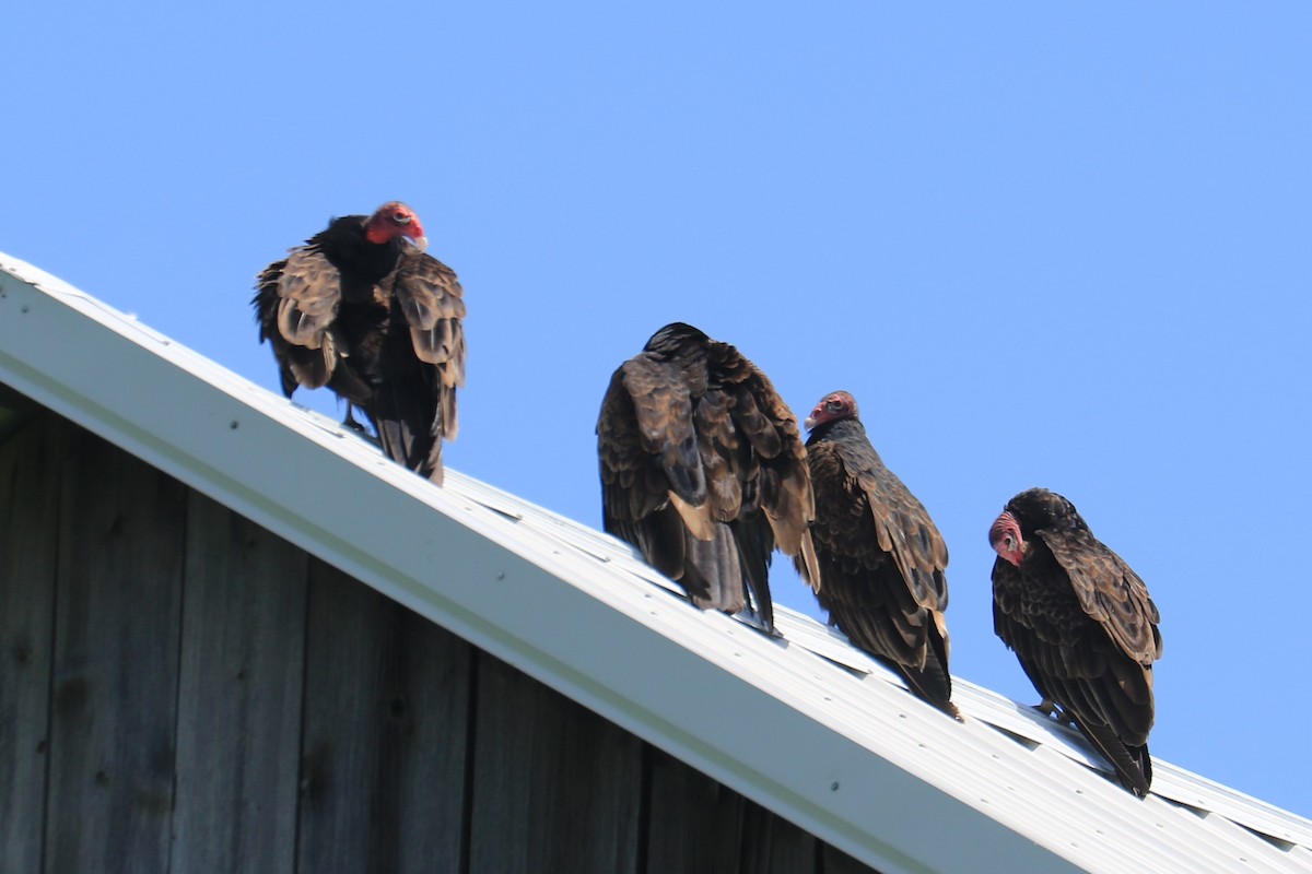 Turkey Vulture - ML242025161