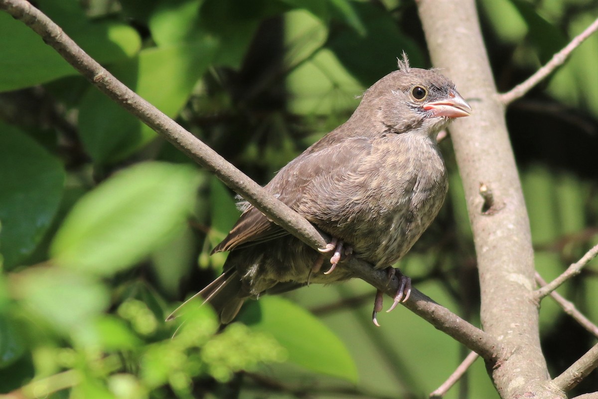 Brown-headed Cowbird - ML242025591