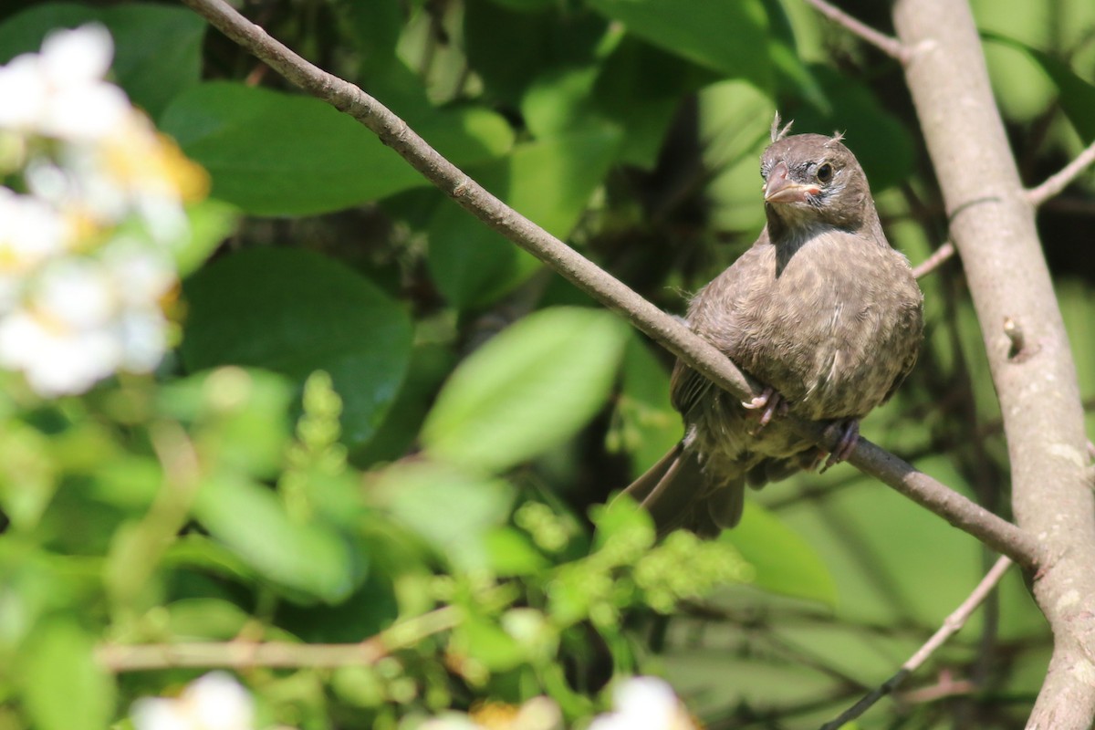 Brown-headed Cowbird - ML242025611