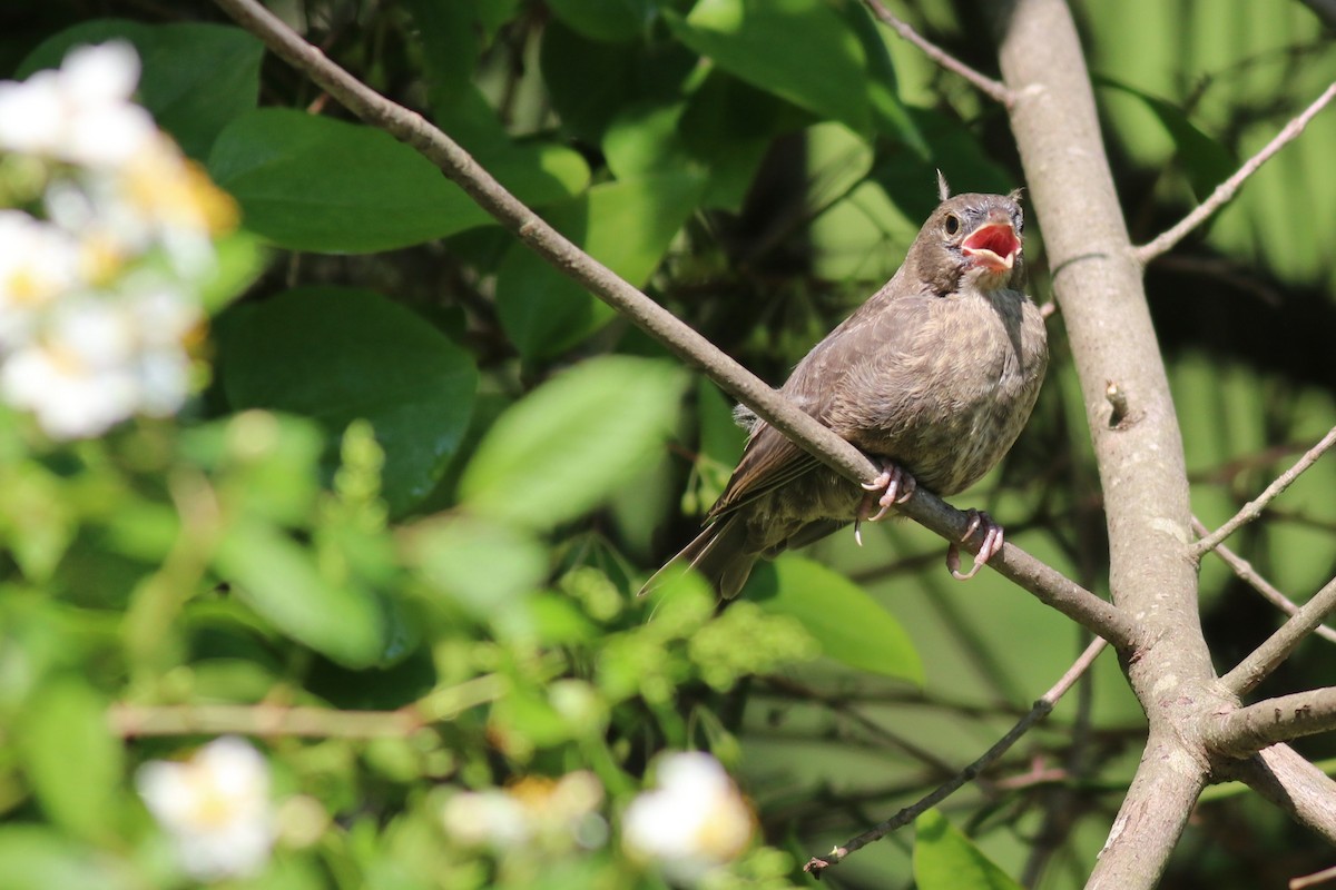 Brown-headed Cowbird - ML242025631