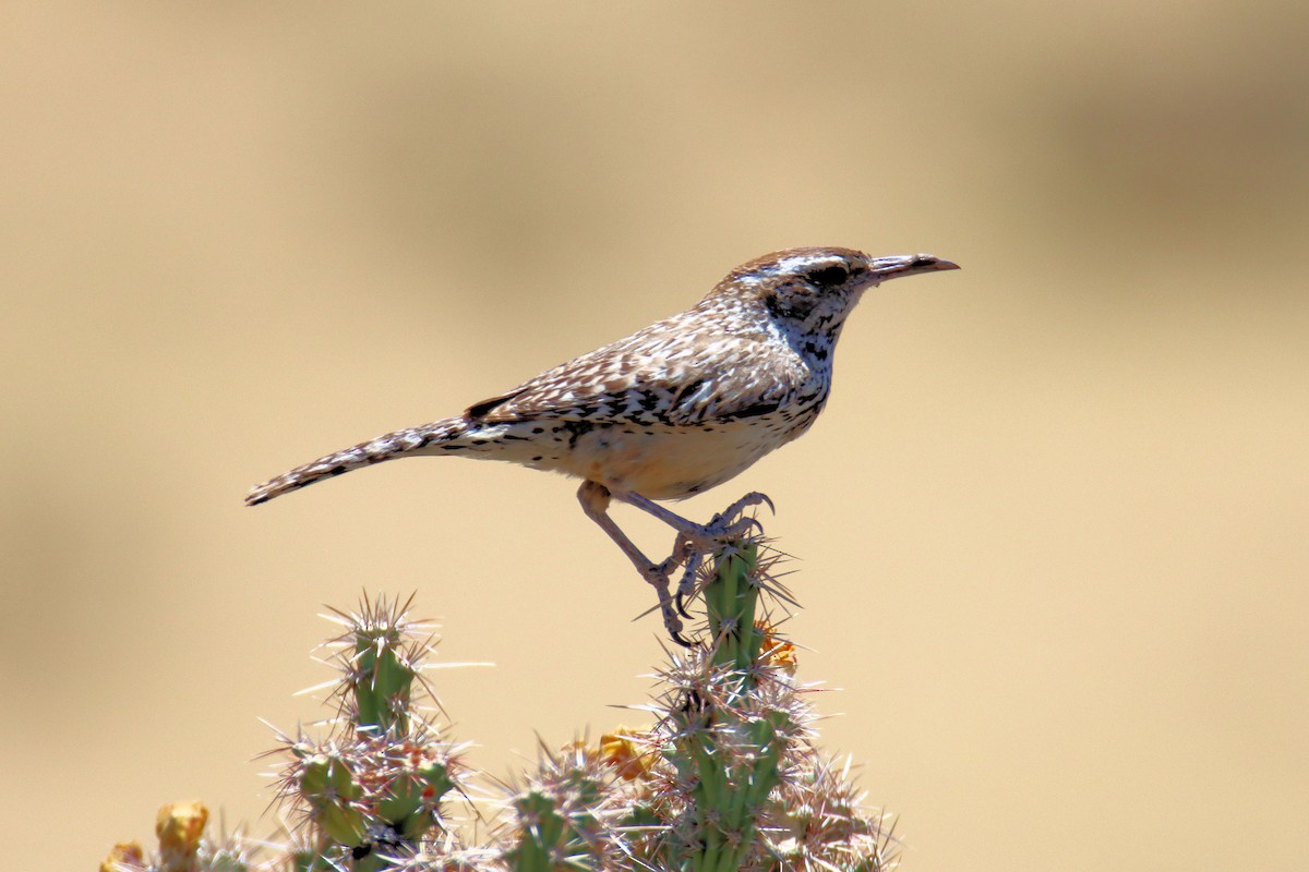 Cactus Wren - ML242025841