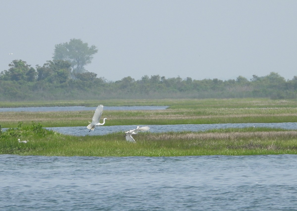 Great Egret - ML242028551