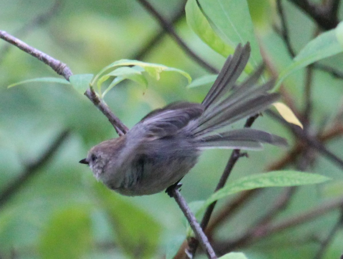 Bushtit - ML242029001