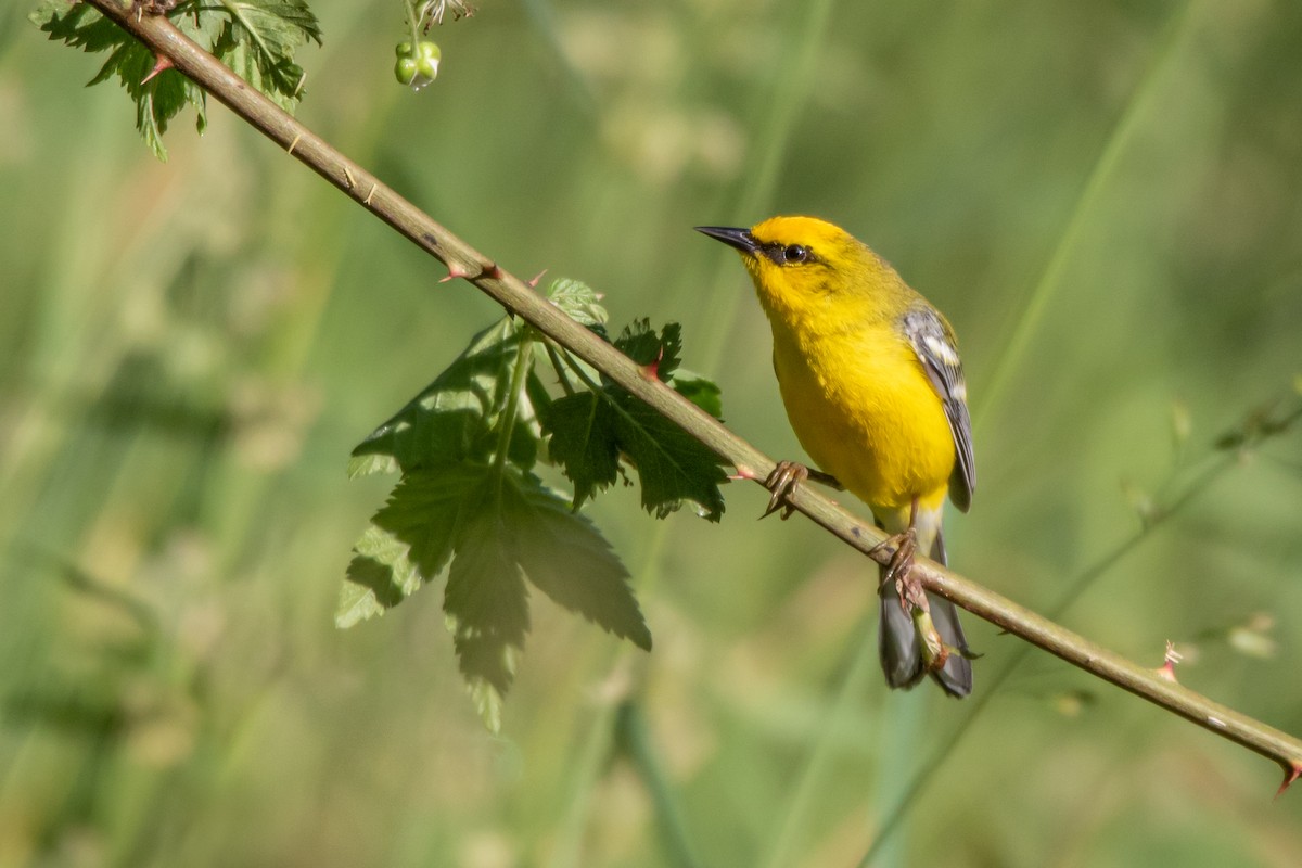 Blauflügel-Waldsänger - ML242029861