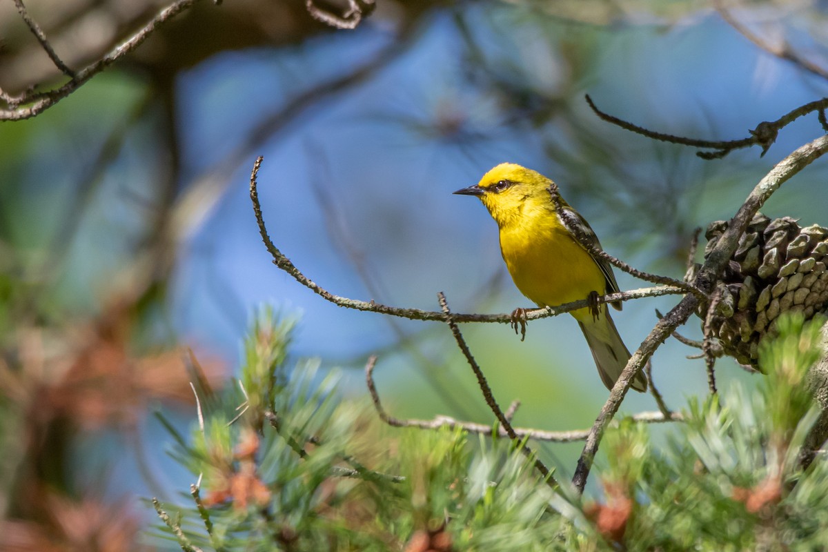 Blue-winged Warbler - Matthew Plante