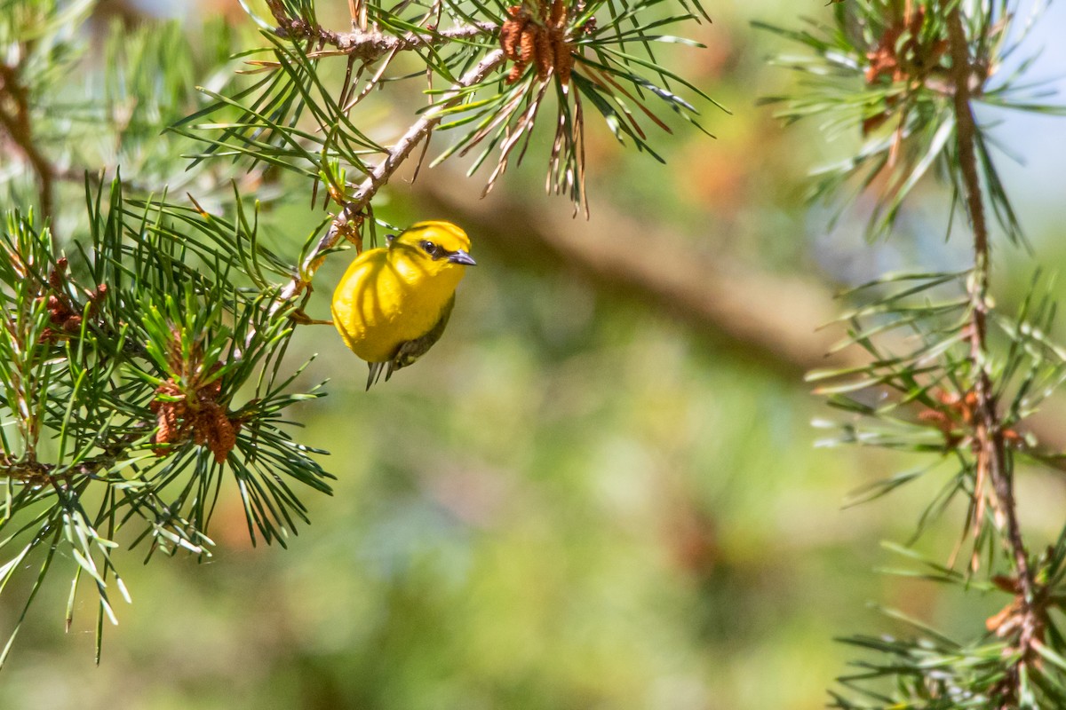 Blue-winged Warbler - ML242030281