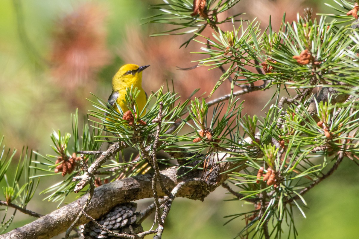 Blue-winged Warbler - ML242030391