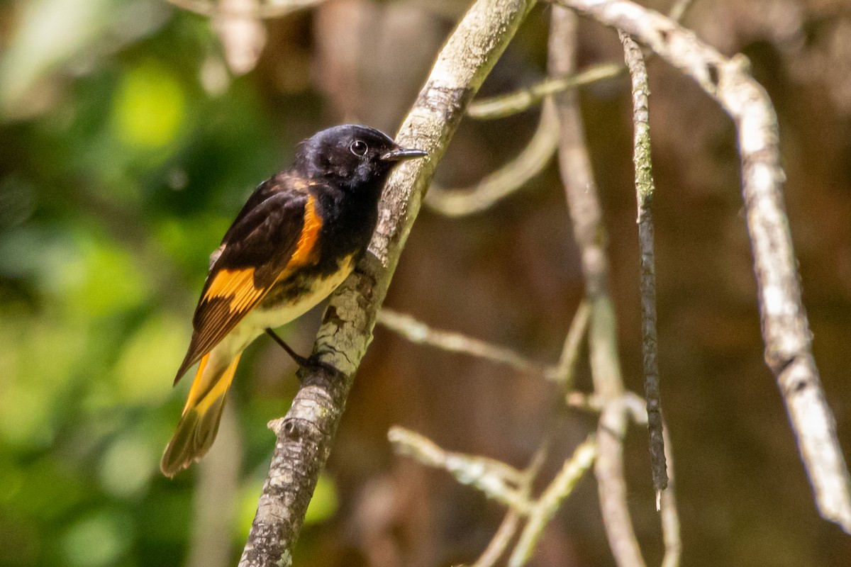 American Redstart - ML242030411