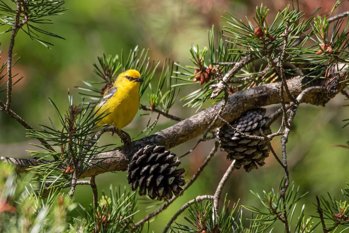 Blue-winged Warbler - ML242030491