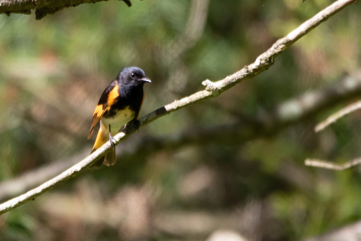 American Redstart - ML242030551