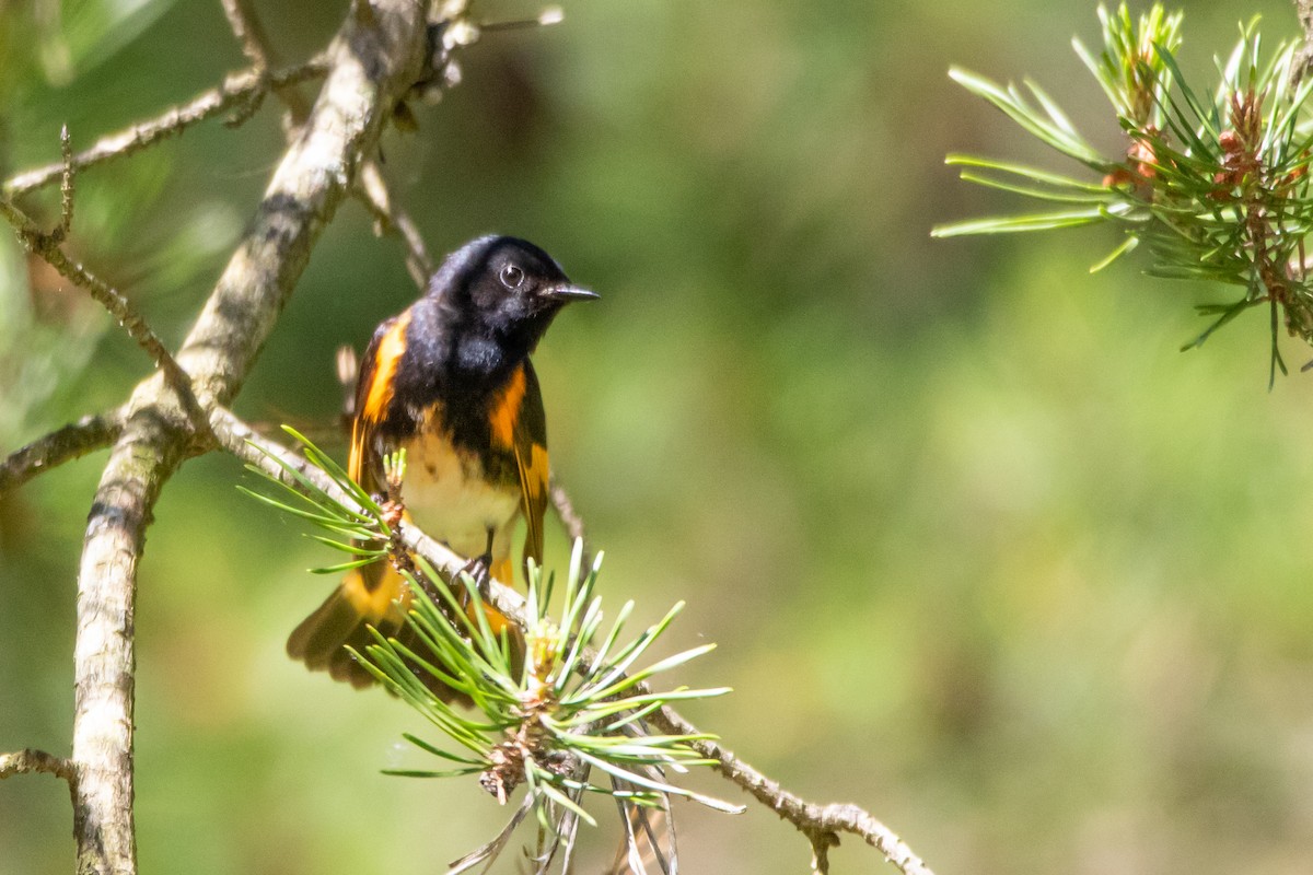 American Redstart - ML242030571