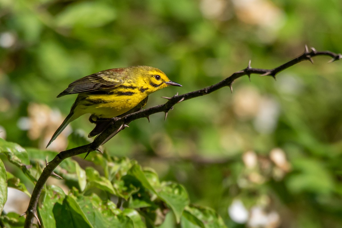 Prairie Warbler - ML242030611