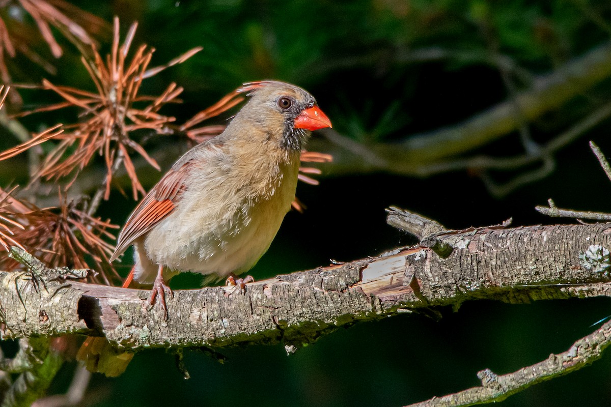 Cardinal rouge - ML242030681