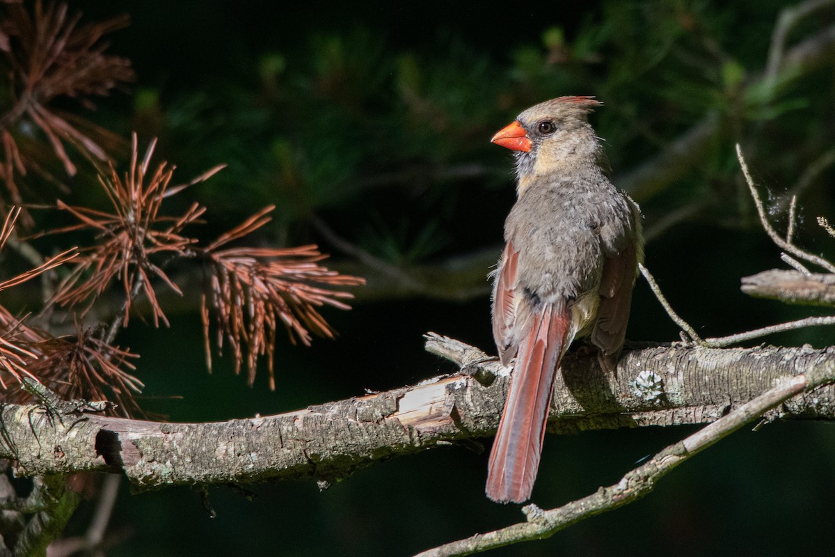 Northern Cardinal - ML242030811