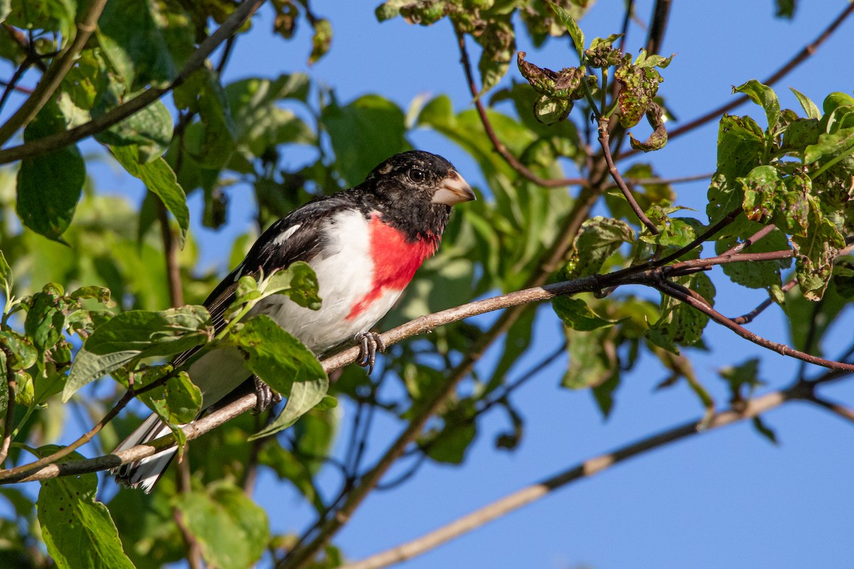 Rose-breasted Grosbeak - ML242030831