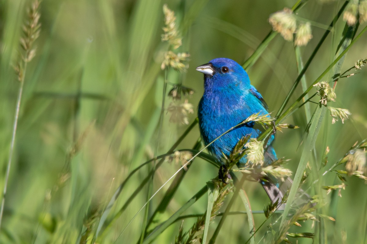 Passerin indigo - ML242030901