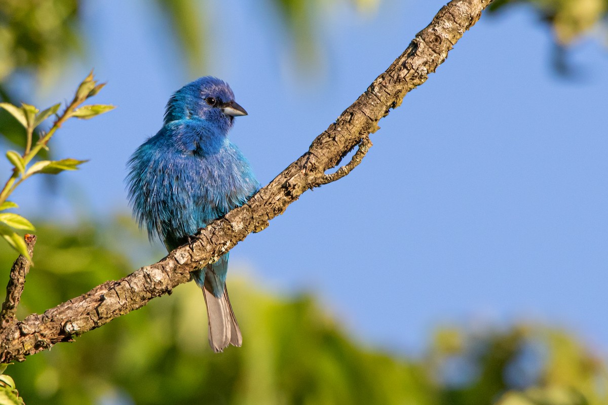 Indigo Bunting - ML242030911