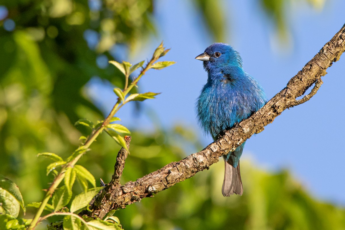 Indigo Bunting - Matthew Plante