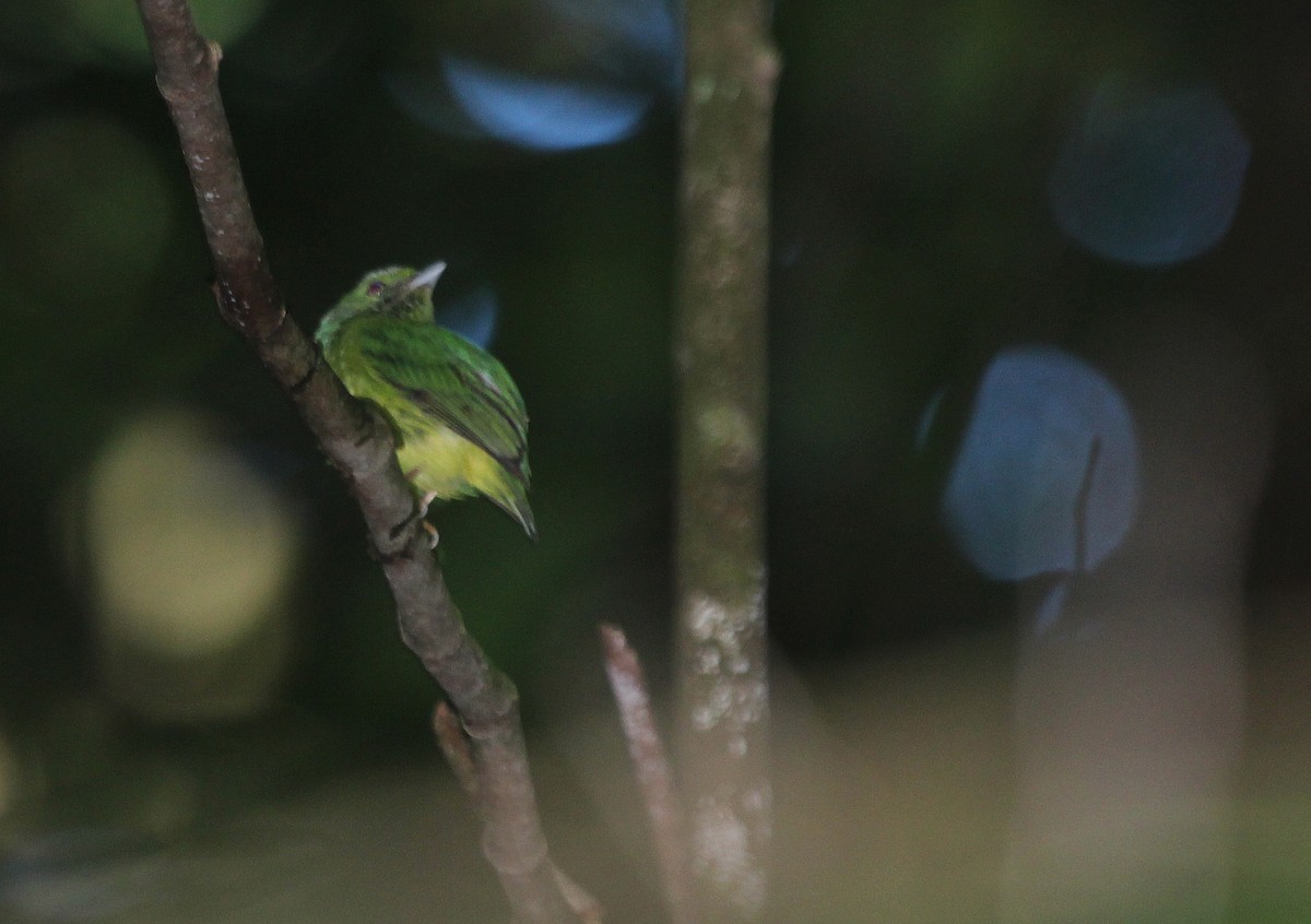 Opal-crowned Manakin - Alexander Lees