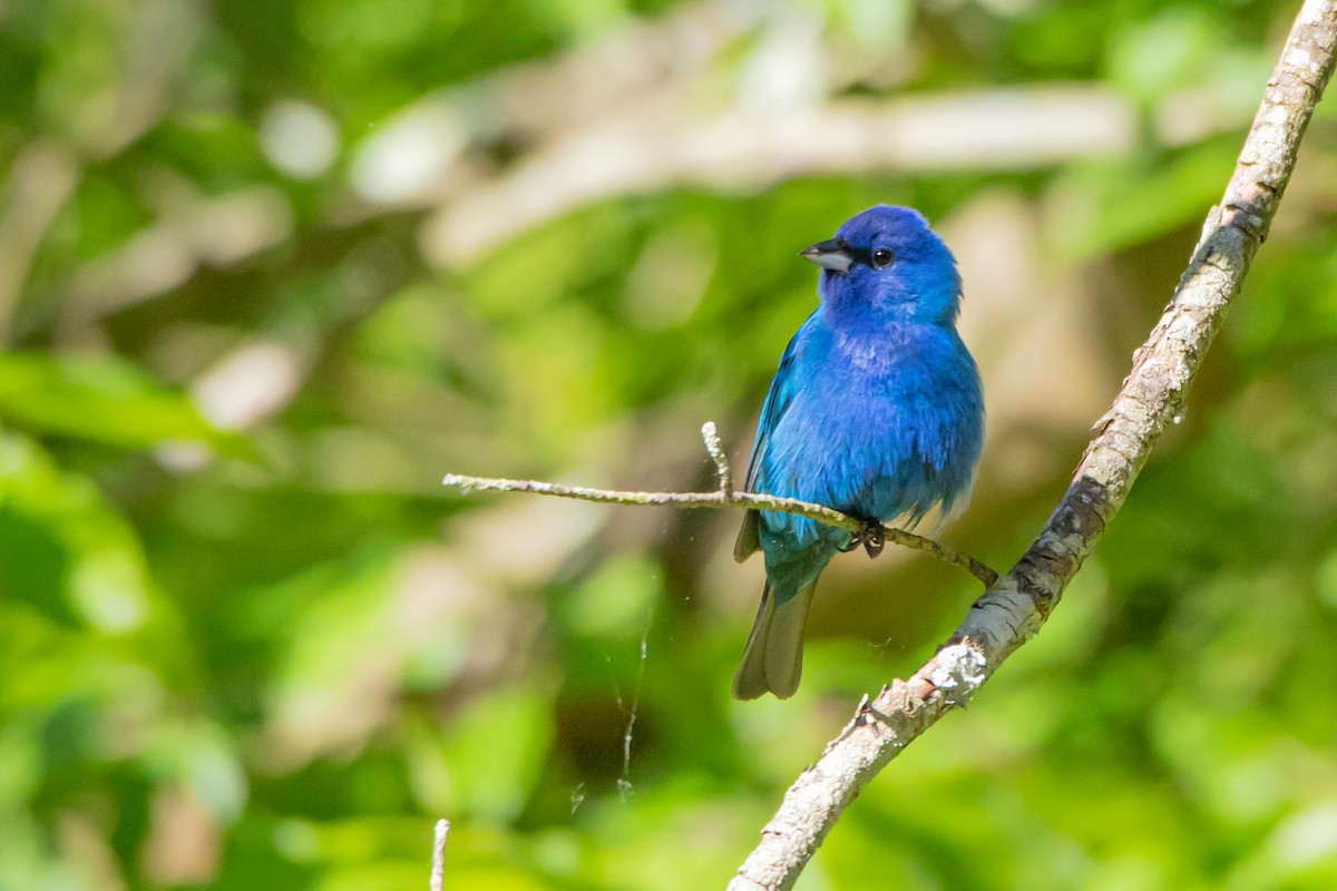 Indigo Bunting - Matthew Plante