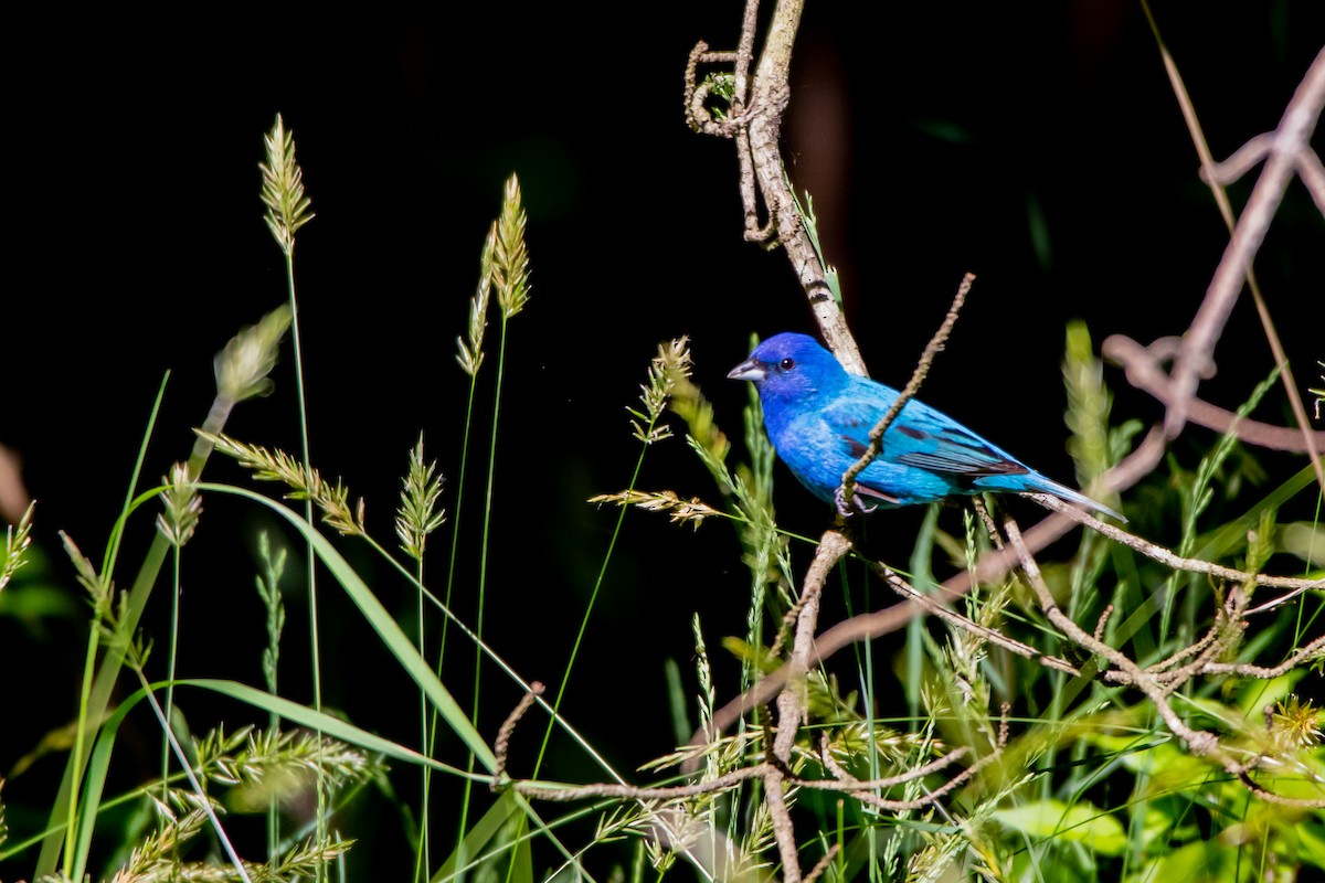 Passerin indigo - ML242031181