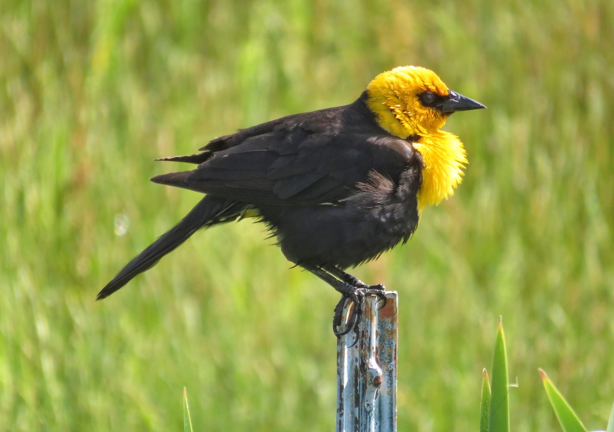 Yellow-headed Blackbird - Richard Ackley