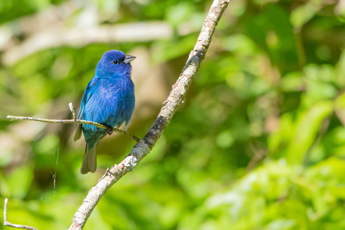 Indigo Bunting - ML242031201