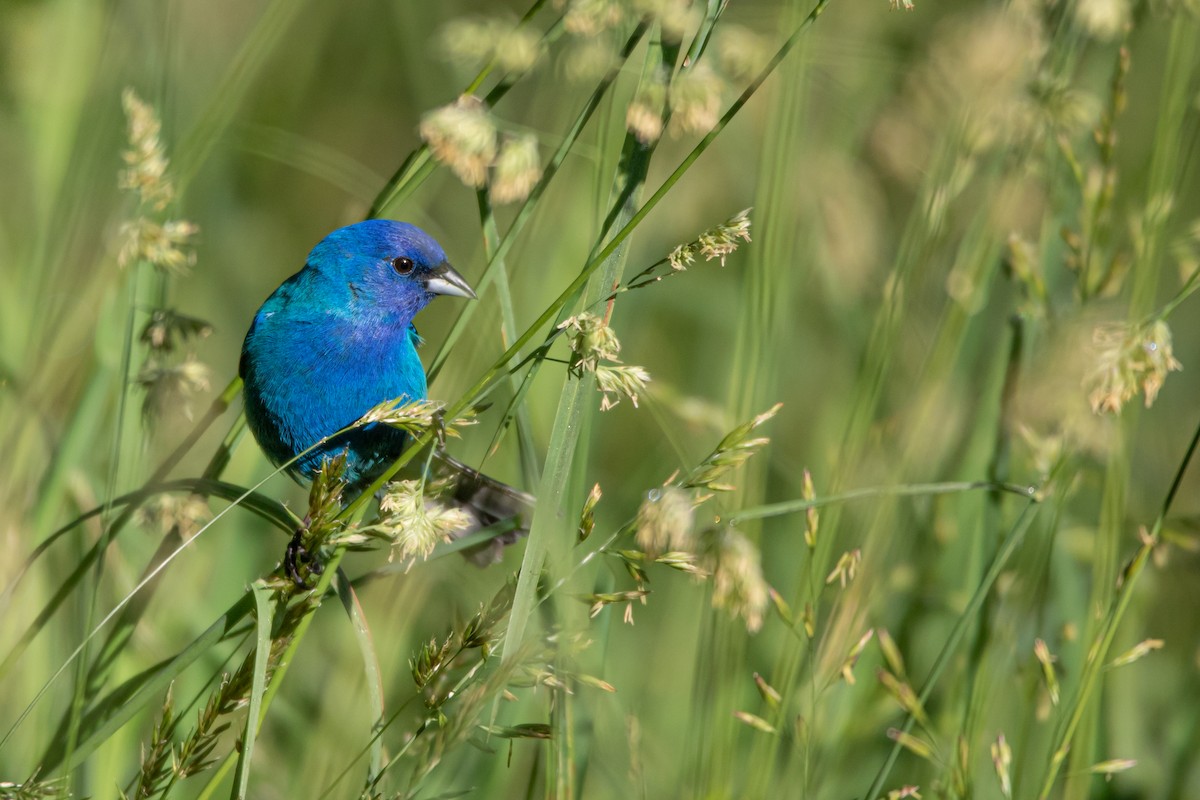 Passerin indigo - ML242031231