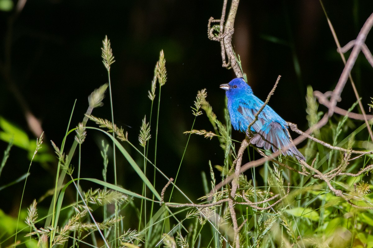 Passerin indigo - ML242031461