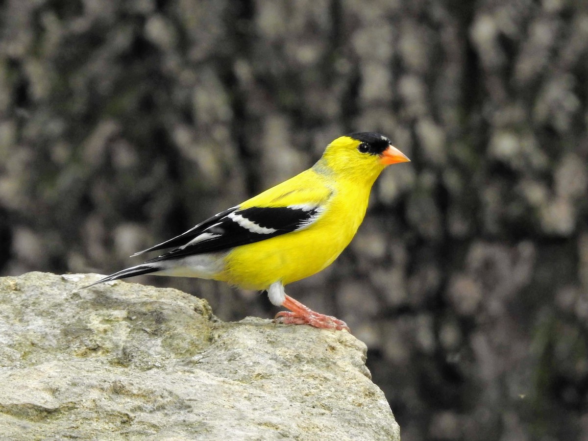 American Goldfinch - Sean Zurbrick