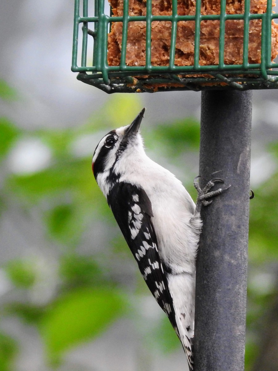 Downy Woodpecker - ML242031781