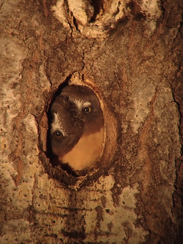 Northern Saw-whet Owl - ML242031921