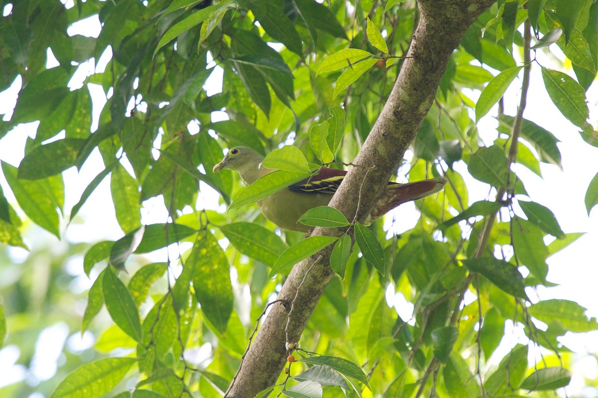 Gray-cheeked Green-Pigeon - ML242032671