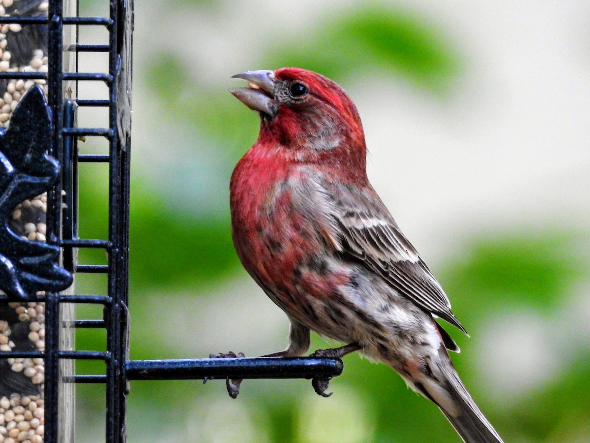 House Finch - ML242032971