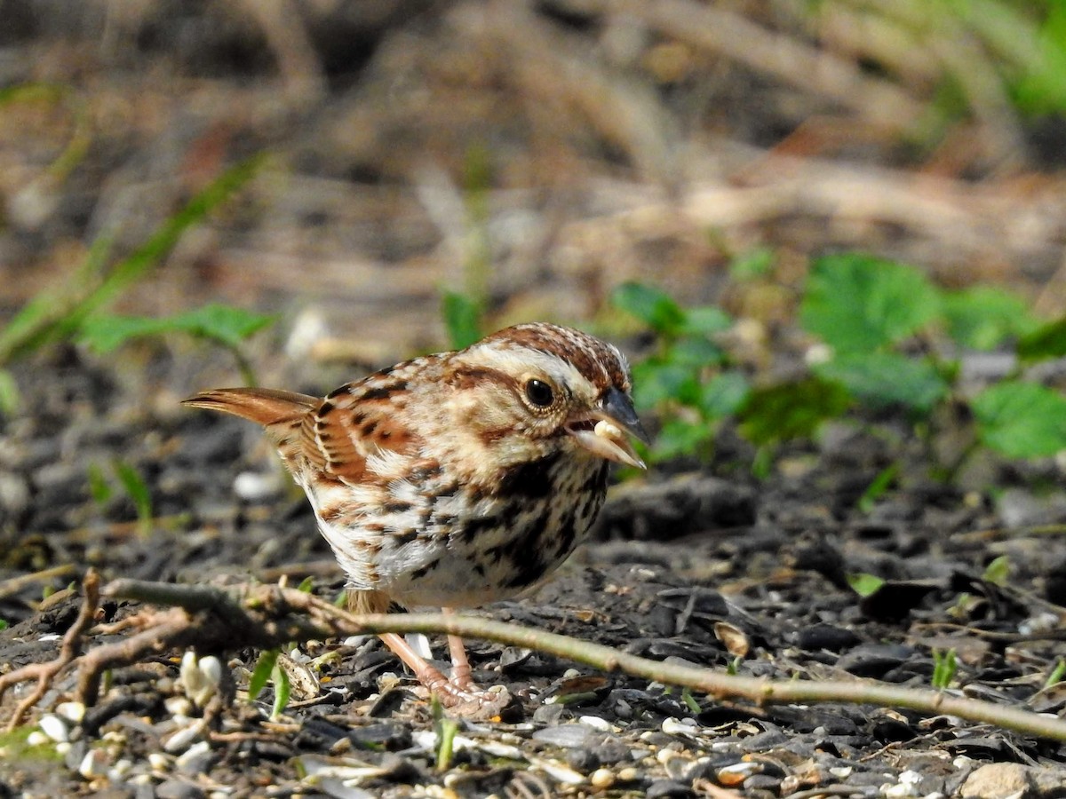 Song Sparrow - Sean Zurbrick