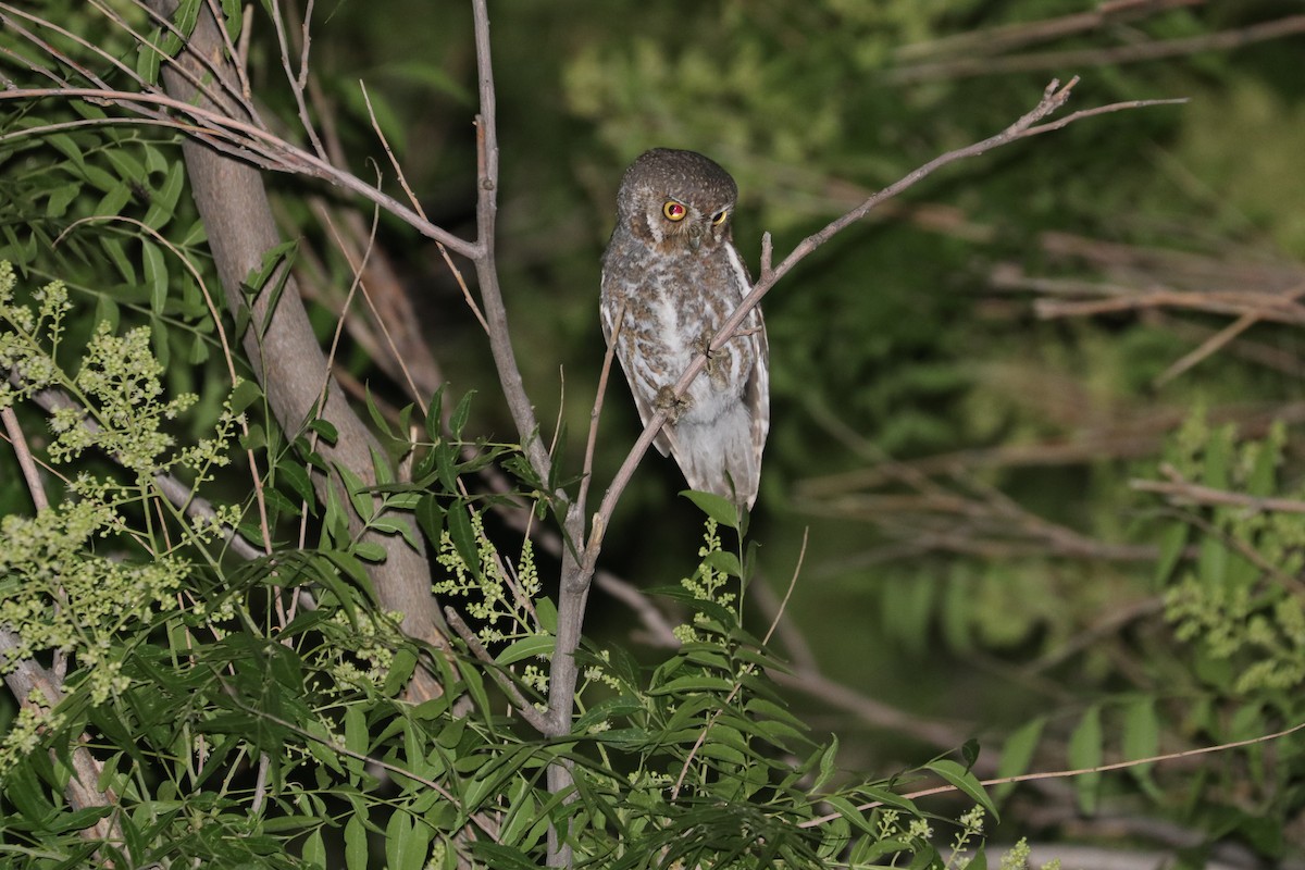 Elf Owl - ML242035231