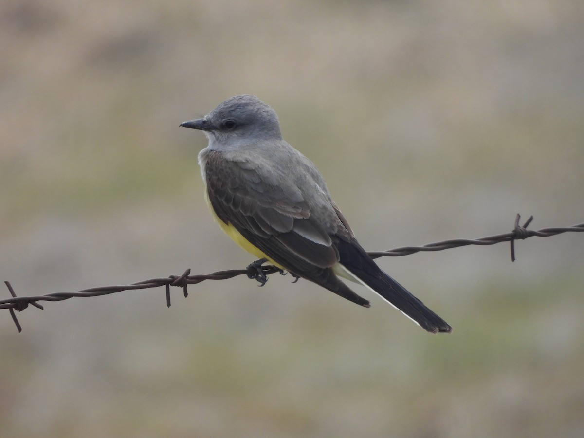 Western Kingbird - ML242036201