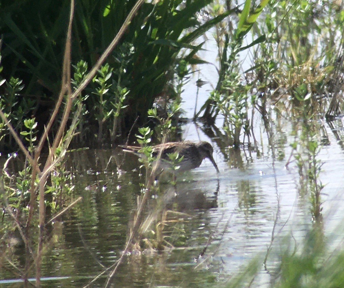 White-rumped Sandpiper - Robert Davis