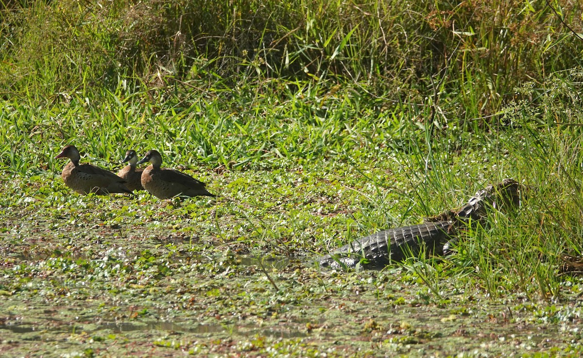 Dendrocygne à ventre noir - ML242038191