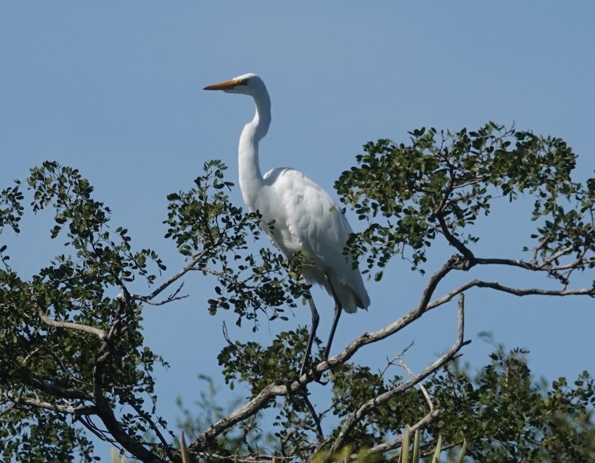 Great Egret (American) - ML242038451