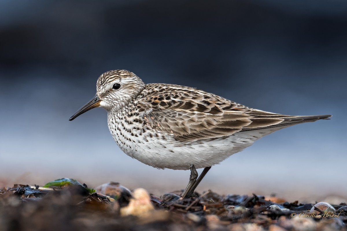 bonapartesnipe - ML242039041