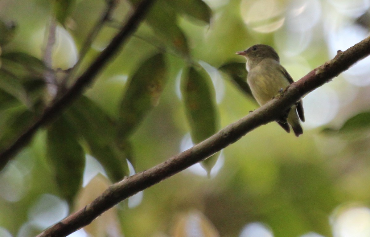 Tiny Tyrant-Manakin - Alexander Lees